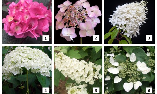 怀孕可以吃芥末油吗？怀孕吃什么比较好